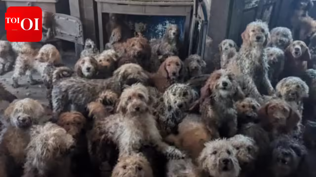 250 dogs rescued from single overcrowded home as breeding crisis worsens across England and Wales