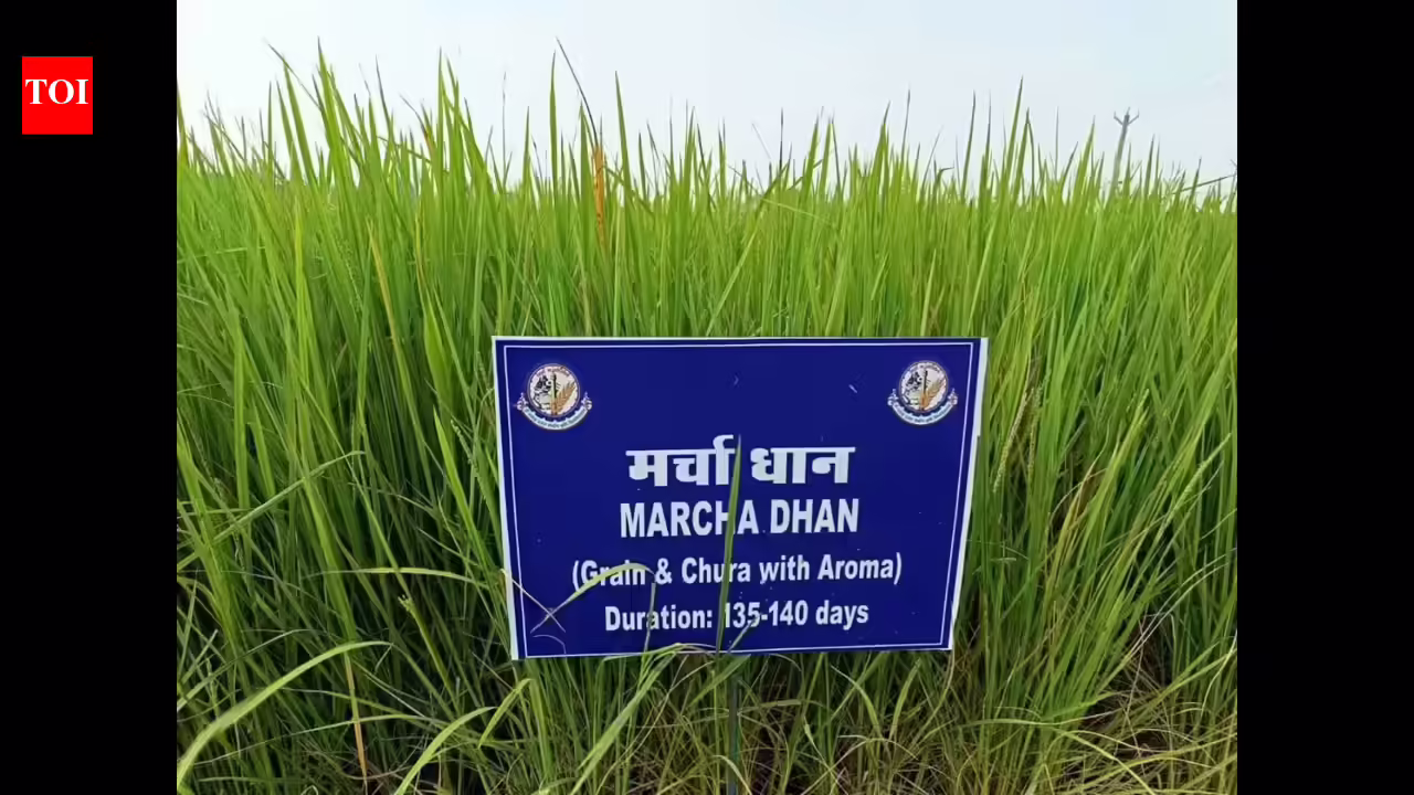 Bihar’s GI Tag Journey: Protecting cultural heritage and boosting agriculture. Patna News