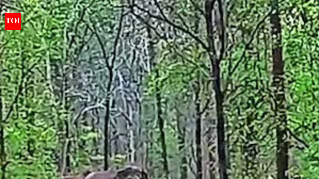 ‘Hello!’ go slowly’: Human voices guide elephants back to Chhattisgarh forest in Raigarh | Raipur News