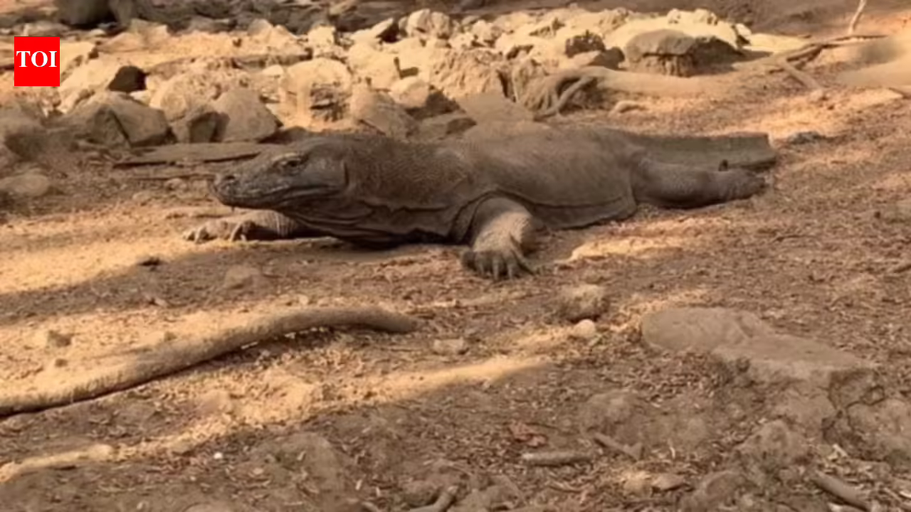 Six Arrested for Smuggling Endangered Komodo Dragons in Indonesia | world news