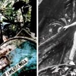 How this teenager survived a plane crash – injured, alone and in harsh land : She walked 11 days through the dense Amazon forest and…