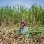 Microbial Solutions: Thai Farmers Shift Away from Burning to Combat Smog |