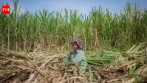 Microbial Solutions: Thai Farmers Shift Away from Burning to Combat Smog |