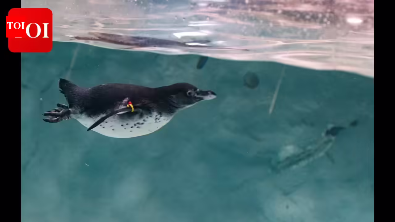 Penguin named after her own medicine turns 38 and is likely the oldest of her kind alive