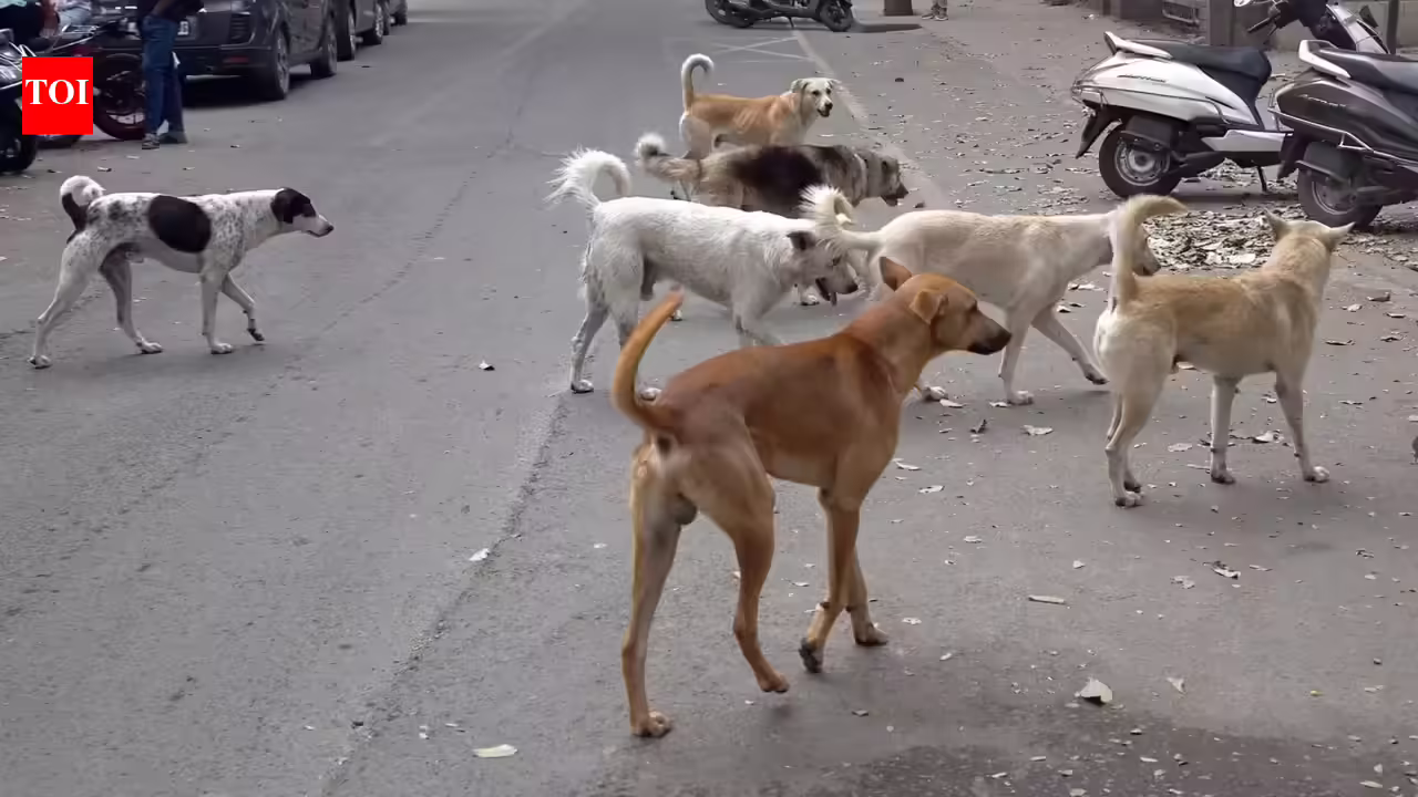 Relocating community dogs not ideal, tourism dept told. Goa News