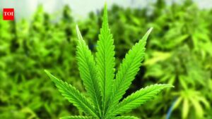 ‘Marijuana found in bag’: Air India co-pilot deported from US | India News