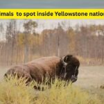 8 powerful wild animals you can spot in Yellowstone National Park (if you’re lucky)