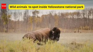 8 powerful wild animals you can spot in Yellowstone National Park (if you’re lucky)
