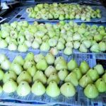 Local summer fruits, wild berries burn hole in pocket | Goa News