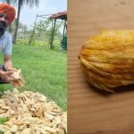 Mangoes: Why this 52-year-old man from Kolkata is called India’s Gutli Man and what is his connection with the mangoes of Bengal
