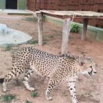 Cheetahs arrive in Bengaluru from South Africa as Karnataka joins India’s Cheetah revival mission. Bengaluru News