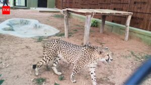 Cheetahs arrive in Bengaluru from South Africa as Karnataka joins India’s Cheetah revival mission. Bengaluru News