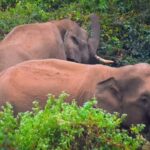 Wild tuskers stray into Sikharchandi, spark panic. Bhubaneswar News