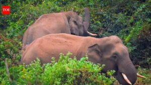 Wild tuskers stray into Sikharchandi, spark panic. Bhubaneswar News