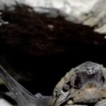 Bats in the bastions: A wild side of Tughlaqabad revealed. Delhi News