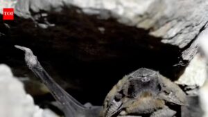 Bats in the bastions: A wild side of Tughlaqabad revealed. Delhi News