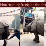 A massive rhino urinated on the street and what a woman did is something the Internet will never forget…