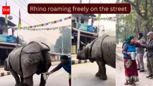 A massive rhino urinated on the street and what a woman did is something the Internet will never forget…