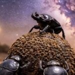 Dung beetles use the Milky Way to stay on track even in total darkness; here’s how they do it |