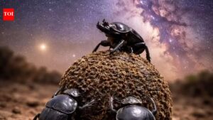 Dung beetles use the Milky Way to stay on track even in total darkness; here’s how they do it |