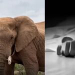 Elephant attack leaves 1 dead in Jharkhand’s Koderma | Ranchi News