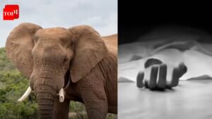 Elephant attack leaves 1 dead in Jharkhand’s Koderma | Ranchi News