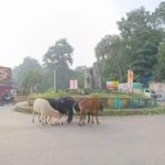 Mandrem to Install Statues of Ambedkar and Parashuram: A Cultural Initiative | Goa News