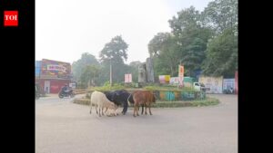 Mandrem to Install Statues of Ambedkar and Parashuram: A Cultural Initiative | Goa News