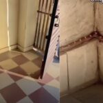 You won’t spot it at first, until the camera zooms in on the snake hiding in plain sight