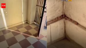 You won’t spot it at first, until the camera zooms in on the snake hiding in plain sight