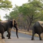 Mahua season turns deadly in Chhattisgarh: Elephant, wild cat, bear attacks leave two dead, one critical. Raipur News