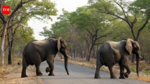 Mahua season turns deadly in Chhattisgarh: Elephant, wild cat, bear attacks leave two dead, one critical. Raipur News