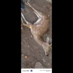 Dogs maul deer to death in Palamu. Ranchi News