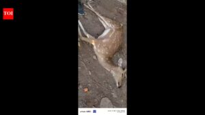 Dogs maul deer to death in Palamu. Ranchi News