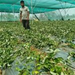 Govt support, natural farming help Hazaribag farmers earn sustainable income. Ranchi News
