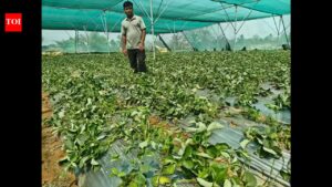Govt support, natural farming help Hazaribag farmers earn sustainable income. Ranchi News