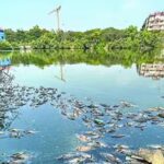HC takes suo motu cognizance of dead fish in Mala lake. Goa News