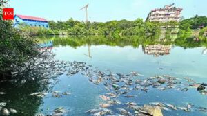 HC takes suo motu cognizance of dead fish in Mala lake. Goa News
