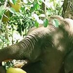 Omkar returns to Maharashtra after wandering into Goa. Goa News