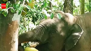 Omkar returns to Maharashtra after wandering into Goa. Goa News