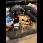 Doberman Rescued from Maggot-Infested Wounds in Fatorda | Goa News