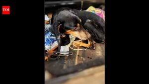 Doberman Rescued from Maggot-Infested Wounds in Fatorda | Goa News