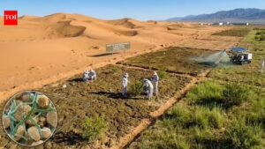 Chinese researchers turn desert sand into fertile soil in just 10 months using cyanobacteria.