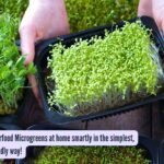 How to grow Superfood Microgreens at home smartly in the simplest, most budget-friendly way! |