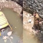 Taxi falls into 25ft well amid driving lesson in Mumbai, 2 injured. Mumbai News