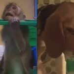 Pictures from UK labs expose animal cruelty involved in fat jabs testing: ‘Not science; cruelty and abuse’