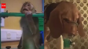 Pictures from UK labs expose animal cruelty involved in fat jabs testing: ‘Not science; cruelty and abuse’