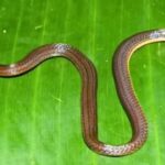 New snake species Calamaria garoensis discovered in Garo Hills, Meghalaya |