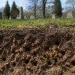 5.5 million bees were found underground in a New York cemetery, and scientists are stunned by the hidden colony.