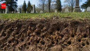 5.5 million bees were found underground in a New York cemetery, and scientists are stunned by the hidden colony.